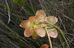 Purple pitcherplant